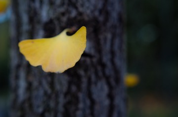 20161107-IMGP1382