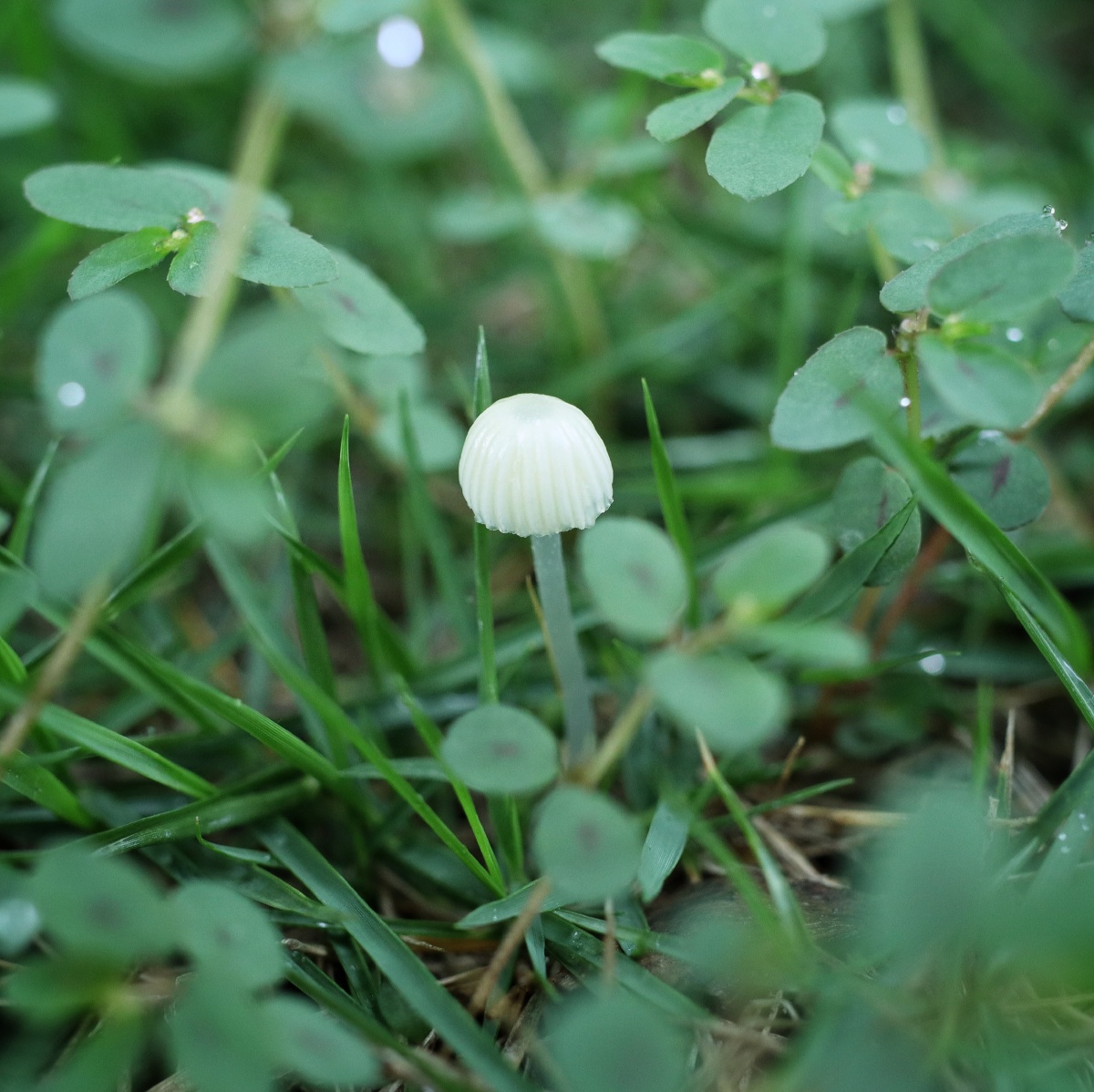 小暑这天下了一场大雨雨后的草地长出了小小的蘑菇蜗牛慢慢爬上花朵