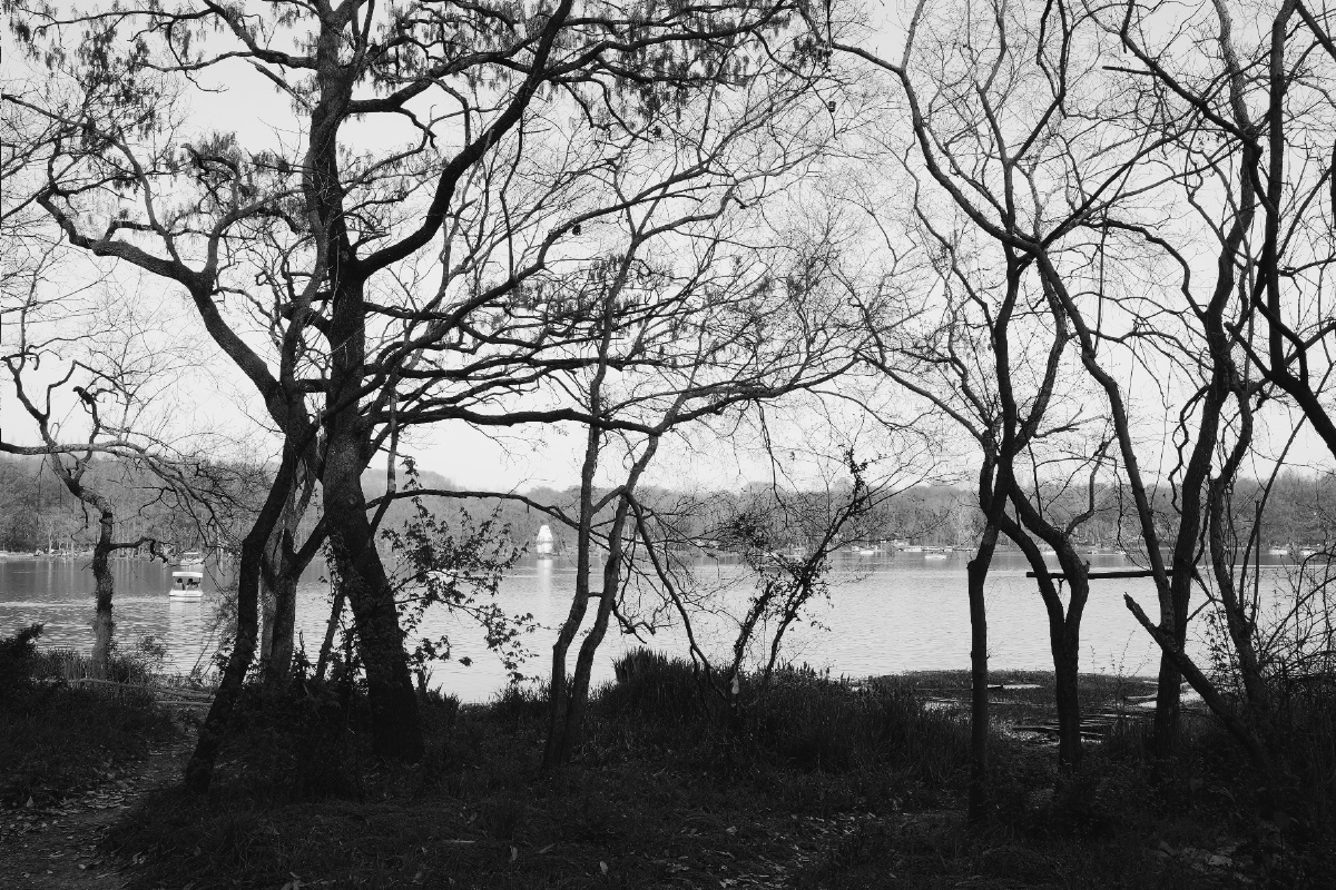 黑白自然树林    打开微信,使用"扫一扫"即可将网页分享之朋友圈 转发