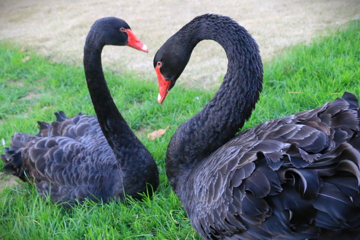 爱心黑天鹅:爱心造型不只属于人类,黑天鹅的爱心造型更生动,更可爱.