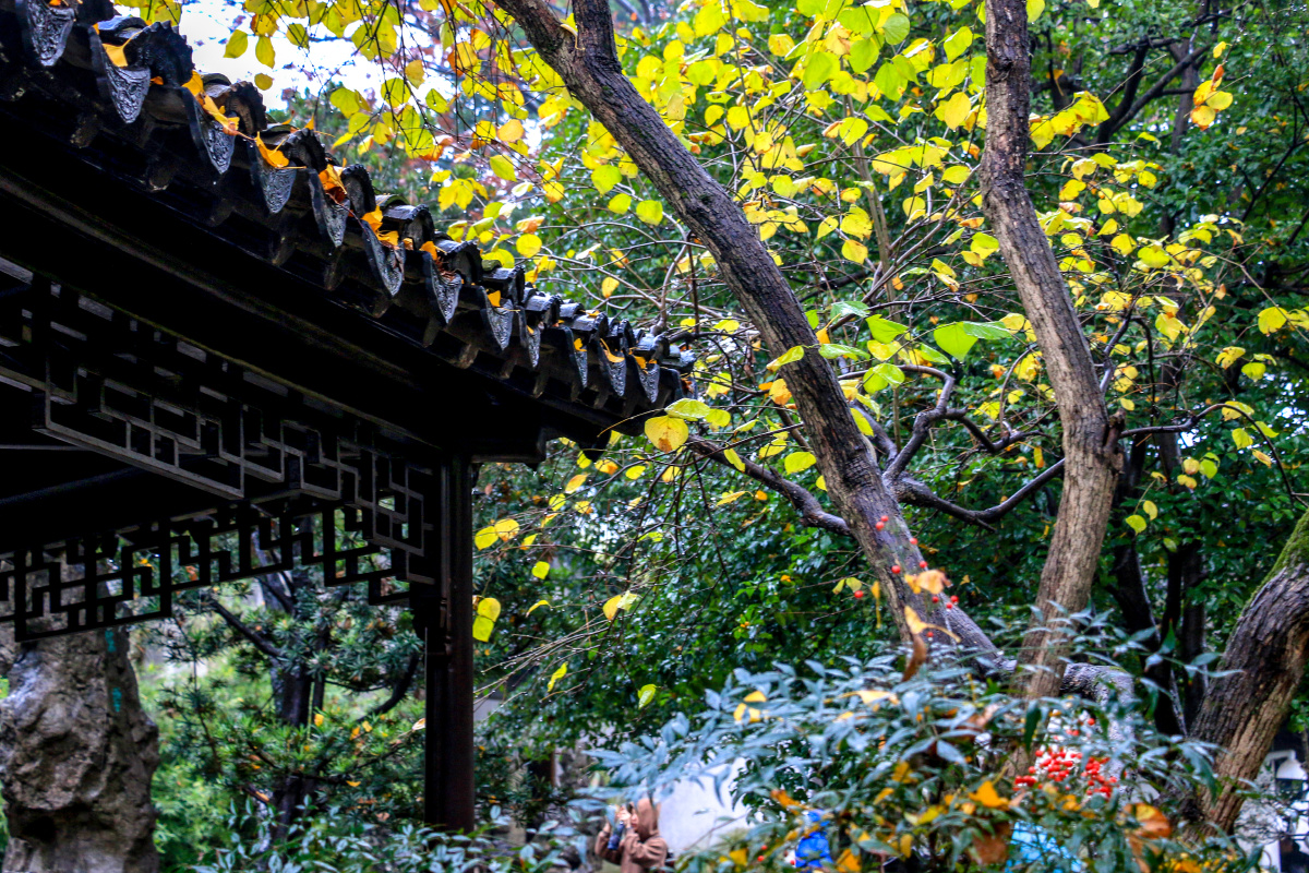 江南秋雨细如纱,黄叶洒落廊檐下