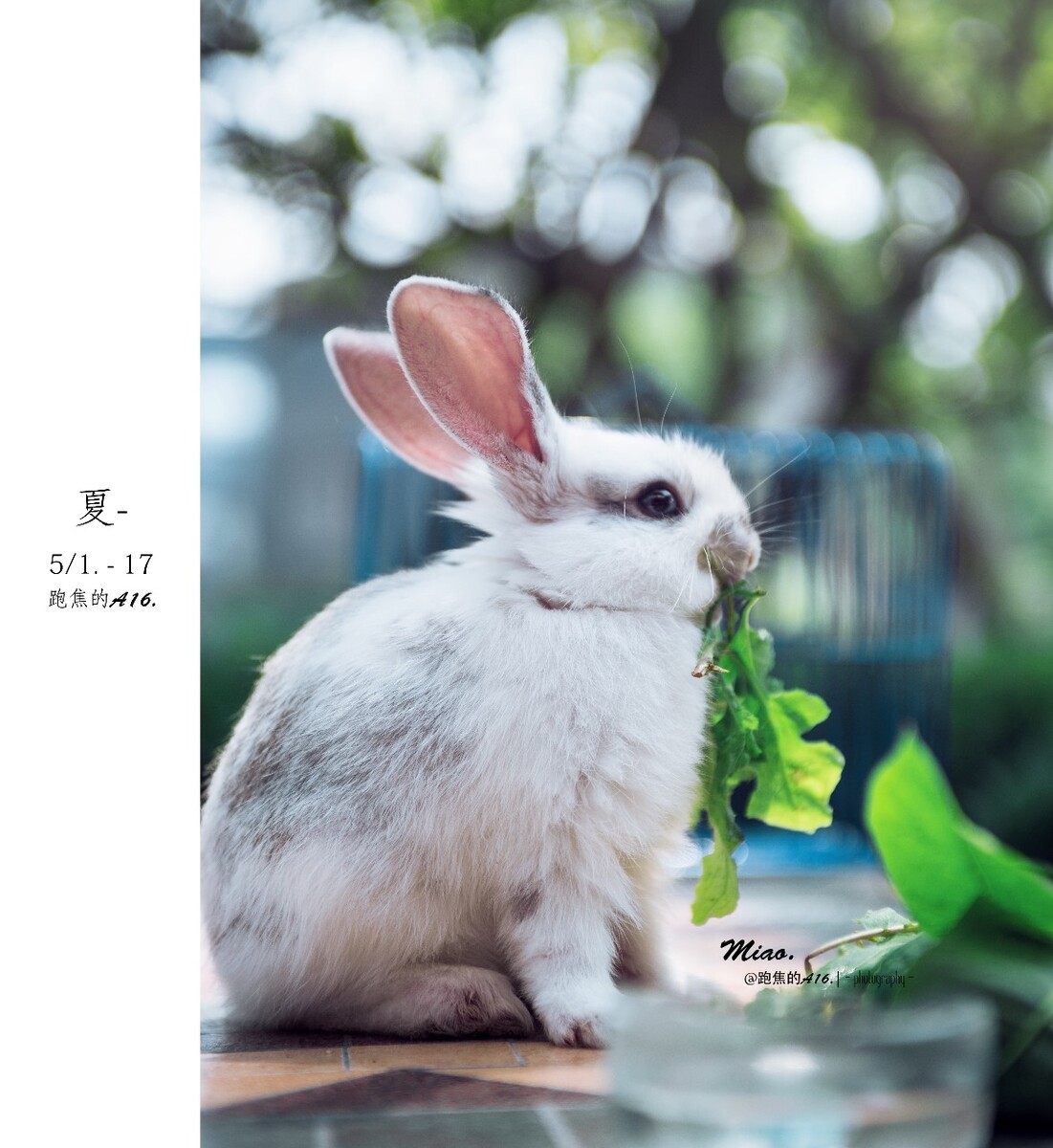     一直觉得猫咪是世界上最好看的小王子，<br />
<br />
    后来遇到了这只和郭采洁一样可爱的小公举 - 