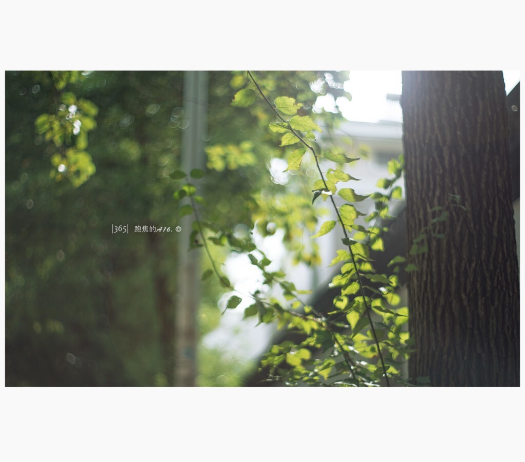      | 365日碎片 |  日光 -