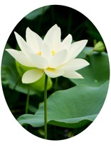 aa