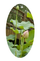 d15