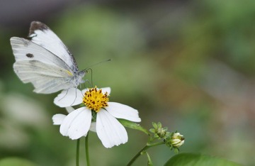 蝶恋花