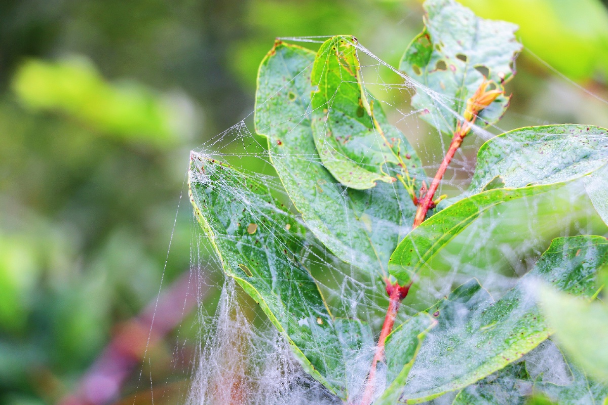 云台镇中华楼,不过雾观一般 - 触不可及的你