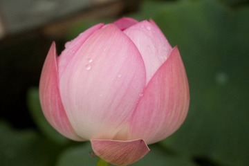 DPP_0005