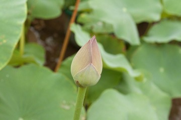DPP_0010