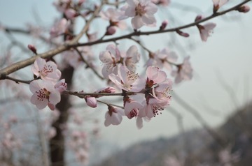 桃花朵朵开