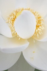 觅 蜜之二