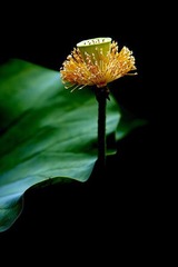 雄蕊