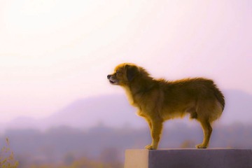 望乡