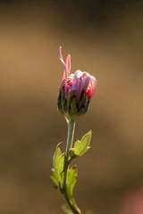 菊花的兰花指