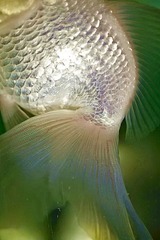 锦