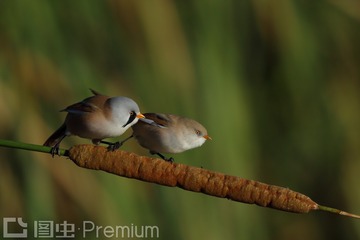 别离开我（文须雀 Panurus biarmicus -20130915-大庆-李国军） 