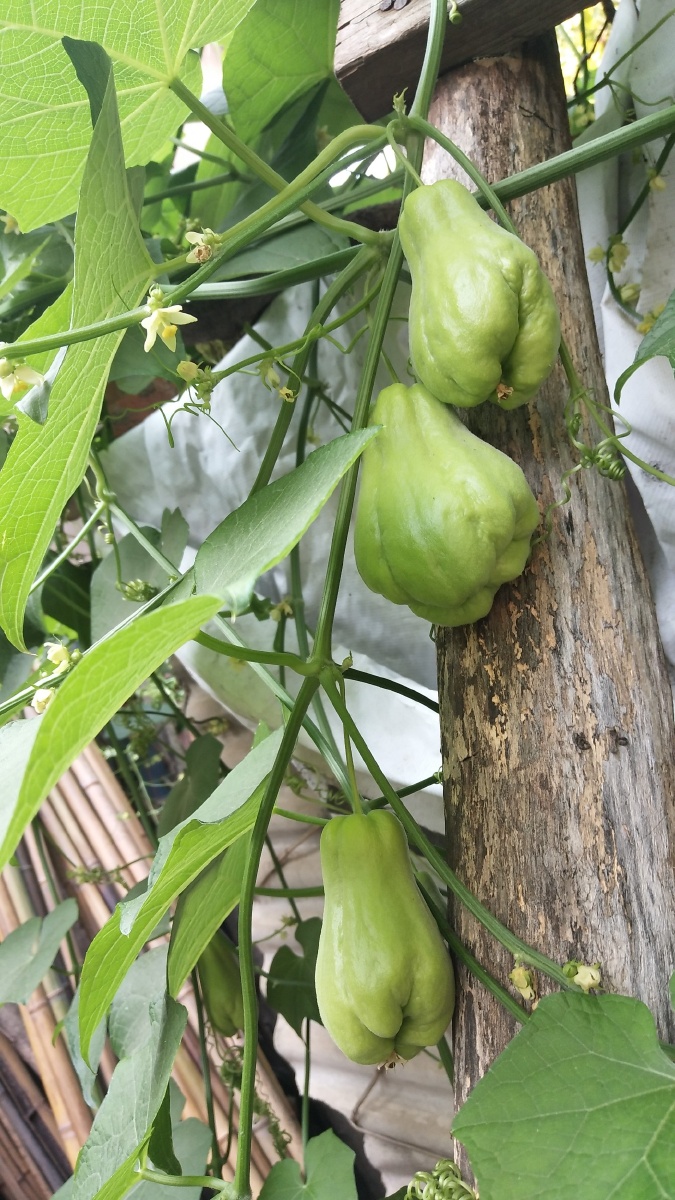 路边随拍――佛手瓜