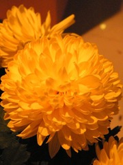 杭州菊展室内一朵花