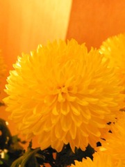 杭州菊展室内一朵花