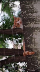 ？听说猫是外星生物