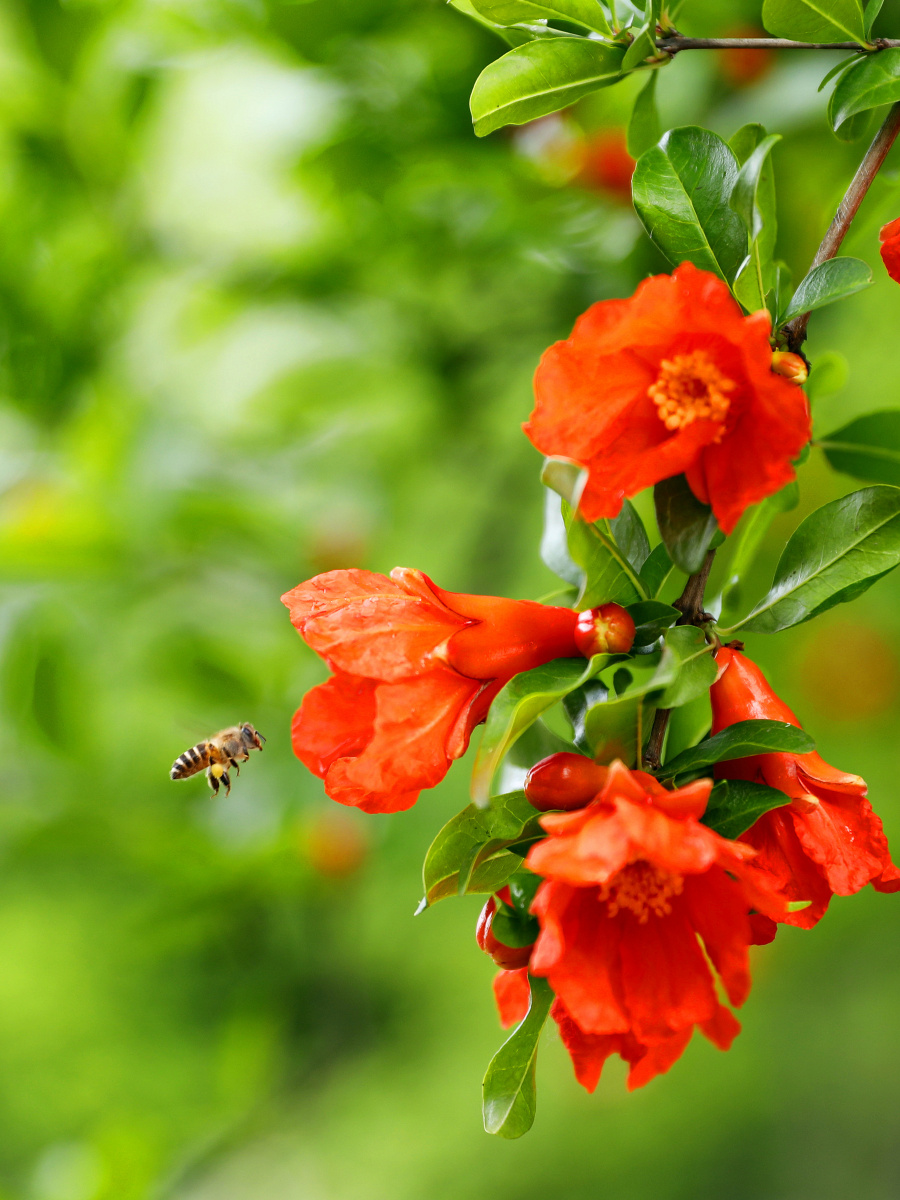 石榴花开 - 灵墟山人 - 图虫网 - 优质摄影师交流社区