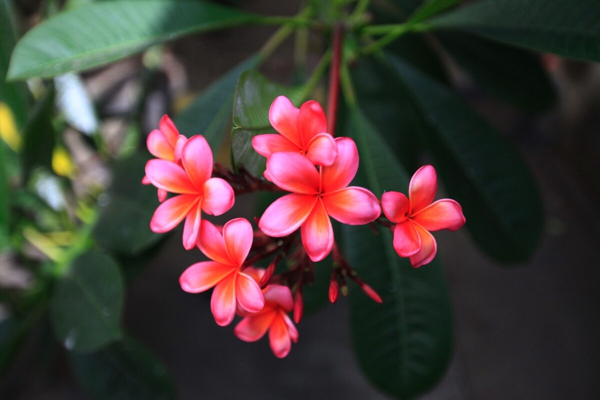 鸡蛋花