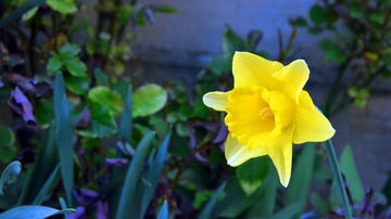 DSC_0060g1