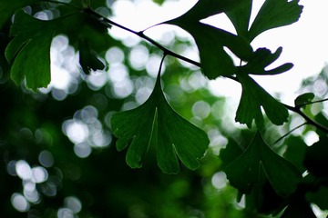 白鹭洲公园门口的银杏叶1