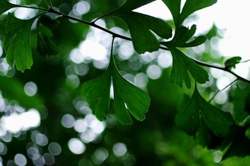 白鹭洲公园门口的银杏叶2