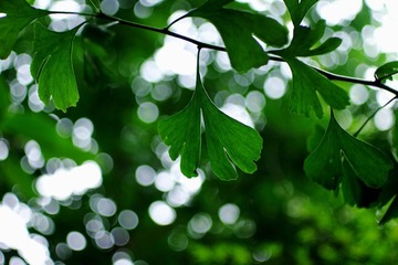 白鹭洲公园门口的银杏叶3