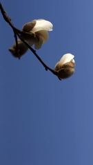 广玉兰