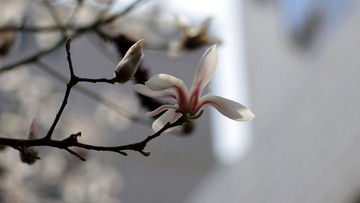 广玉兰1
