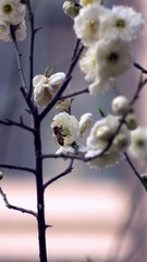 花与虫