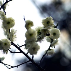 花与虫1