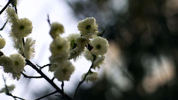 花与虫2