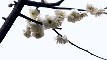 枝头春意闹
