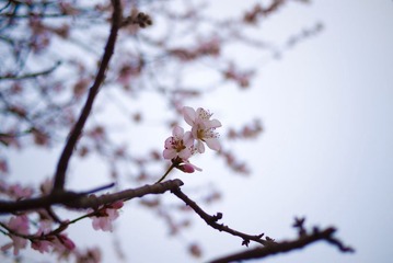 杏花