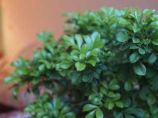 母亲养得花草