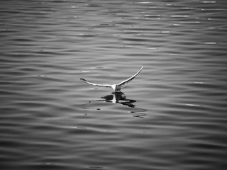 IMG_2816-1