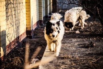 IMG_5727-1