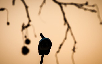 IMG_6119-1