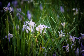 IMG_2520-1_