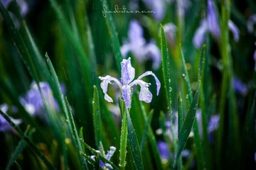 IMG_2684-1_