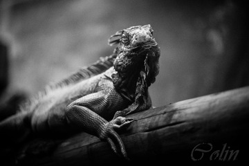IMG_3311-1_