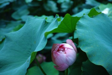 荷花03