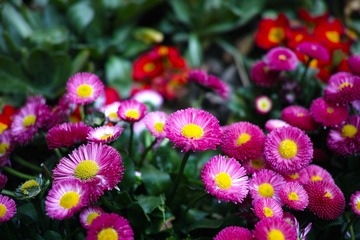 菊