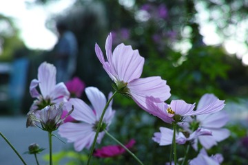 格桑花