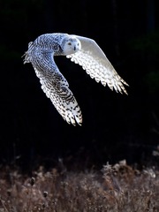 Snowy owl attack 雪枭出击