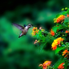 蜂鸟 Hummingbird