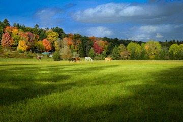 秋天里的田园牧歌 The pastoral of autumn
